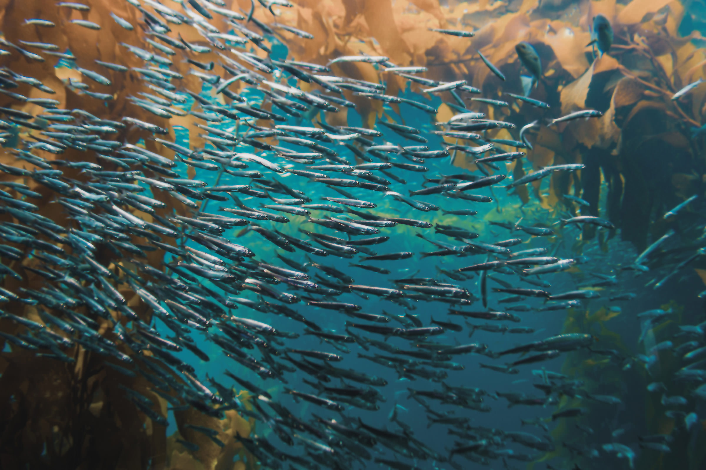 Seefischöl supra mit 60% Omega-3-Fettsäuren Hintergrundbild